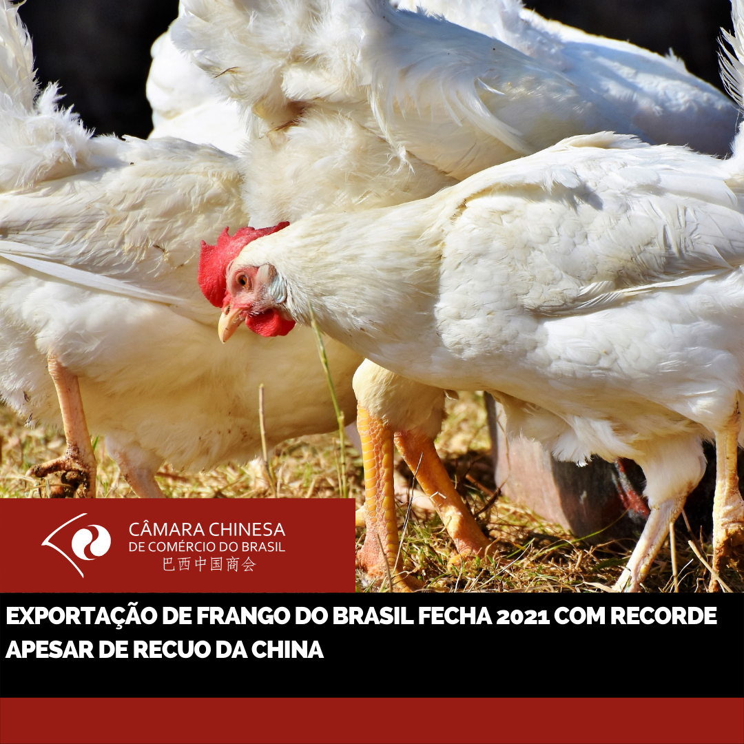 Exportação de frango do Brasil fecha 2021 com recorde apesar de recuo da China